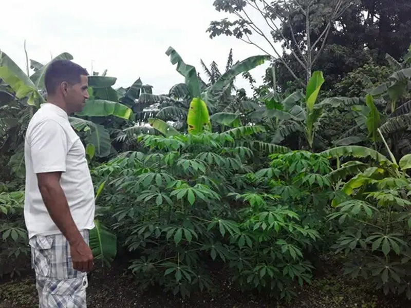 Ricardo Enamorado, joven palmero que siembra su pedacito