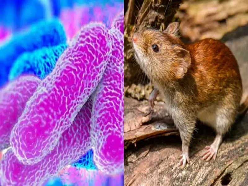 La leptospirosis, una enfermedad ante la que debemos estar alertas