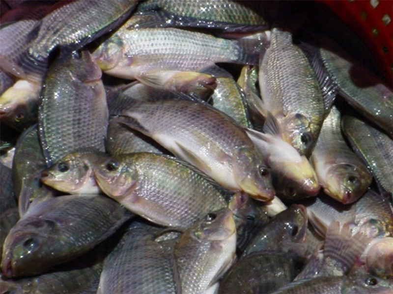 Trabajadores de PESCASAN en Palma Soriano hacen públicas alternativas de especies de alevines 