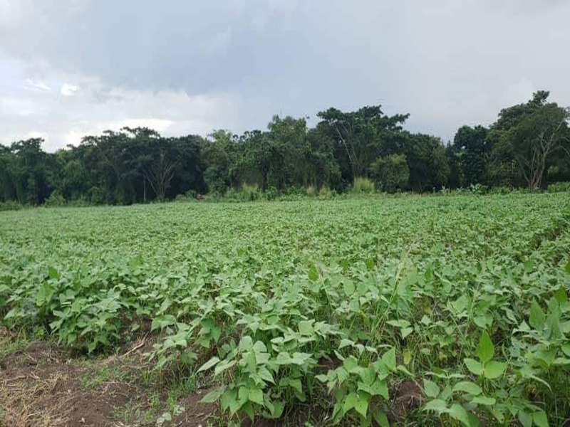 Demanda mayor esfuerzo productivo en Palma Soriano polo agrícola  Riverí
