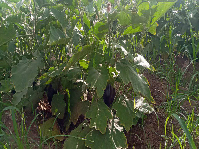 Inicia en Palma Soriano Campaña de Siembra de cultivos de la temporada de invierno