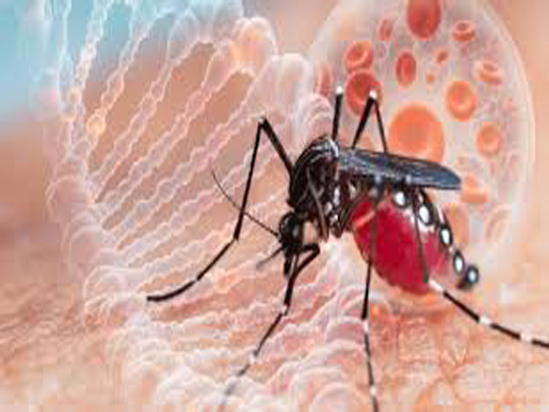 El mosquito Aedes en Palma Soriano sigue dando la batalla