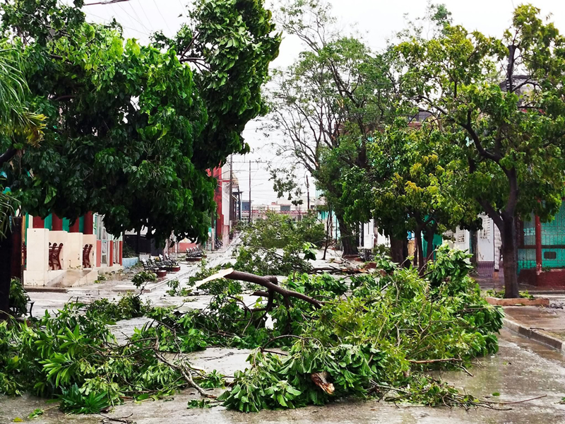 Inmersos trabajadores de Servicios Comunales en Palma Soriano en la recogida de la Masa Verde