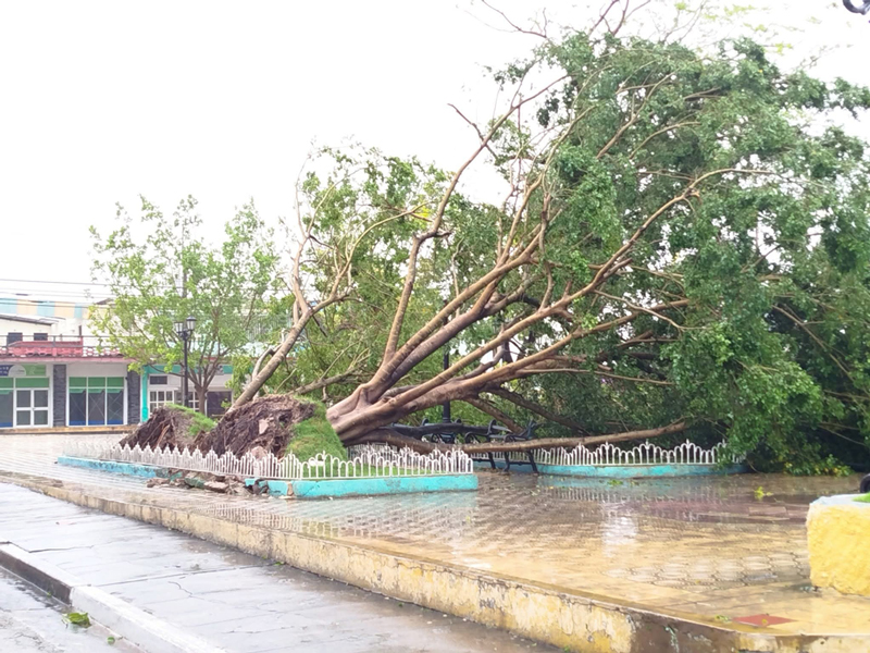 Derriba Melissa árboles de antaño y de hoy en Palma Soriano