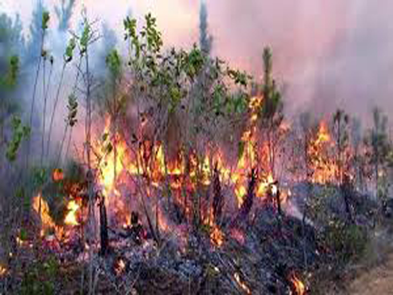 Protección del patrimonio forestal: una prioridad