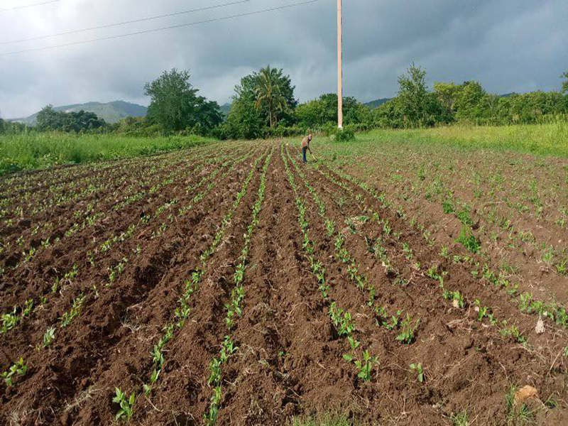 El llamado al campesinado palmero es con el pie el surco