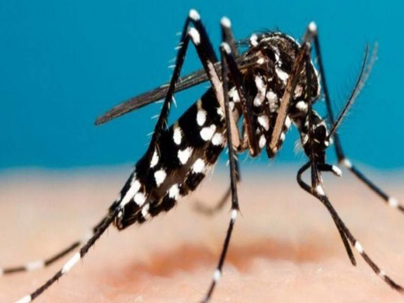 Intensifican labores de prevención trabajadores de la Campaña contra mosquito Aedes Aegypti en comunidades palmeras